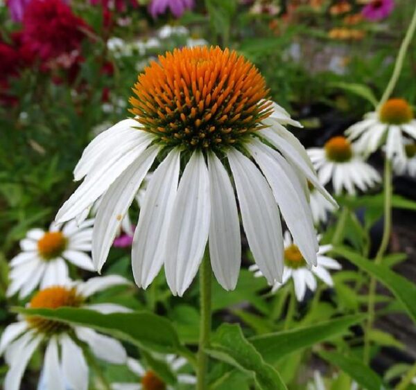 Echinacea purpurea White Swan -  Equinácea Purpúrea Cisne Branco ,Equinacia Flor de Cone Branca, White Swan Cone - Image 6
