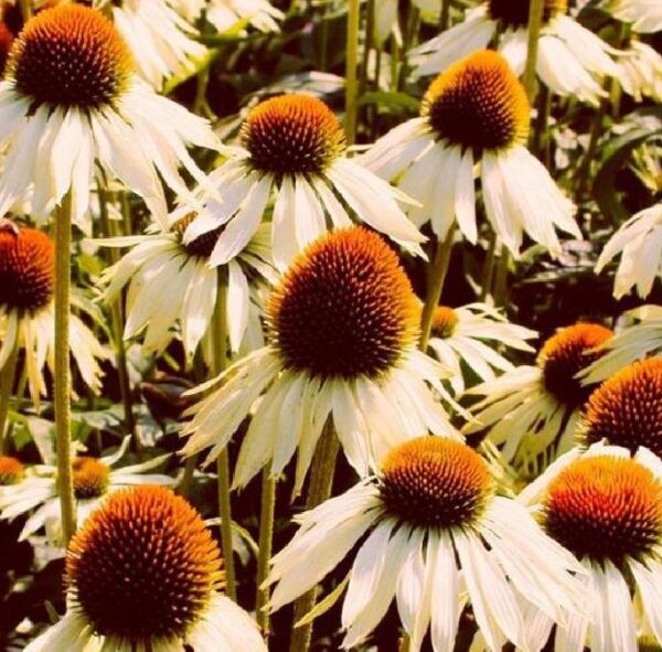 Echinacea purpurea White Swan -  Equinácea Purpúrea Cisne Branco ,Equinacia Flor de Cone Branca, White Swan Cone - Image 7