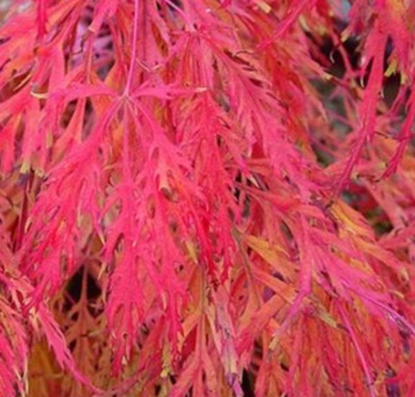 Acer palmatum Dissectum - Maple Folha de Renda, Maple Cascata, Bordo Cascata - Image 5