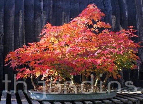 Acer pseudosieboldianum - Maple Purplebloom, Bordo Coreano - Image 9