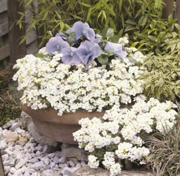 Arabis caucasica Snowfix - Agrião de Rocha do Cáucaso, Luz da Montanha, Wall Rockcress - Image 2