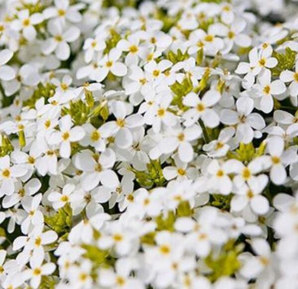 Arabis caucasica Snowfix - Agrião de Rocha do Cáucaso, Luz da Montanha, Wall Rockcress - Image 3