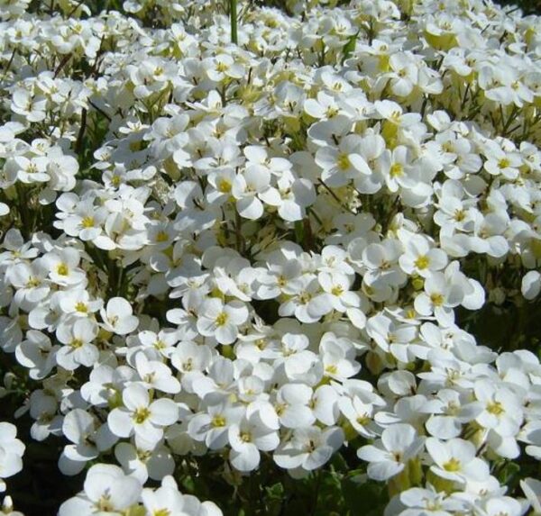 Arabis caucasica Snowfix - Agrião de Rocha do Cáucaso, Luz da Montanha, Wall Rockcress - Image 5