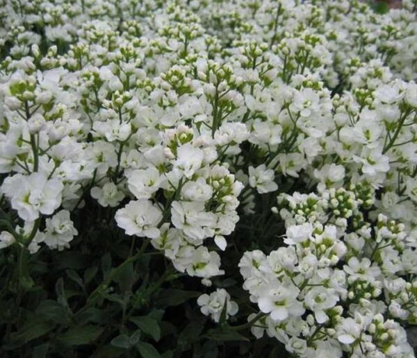 Arabis caucasica Snowfix - Agrião de Rocha do Cáucaso, Luz da Montanha, Wall Rockcress - Image 6