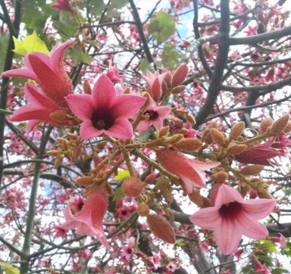 Brachychiton discolor - Árvore de Fogo Rosa, Kurrajong Rosa, Pink Flame Tree, Pink Kurrajong, Lacebark - Image 3