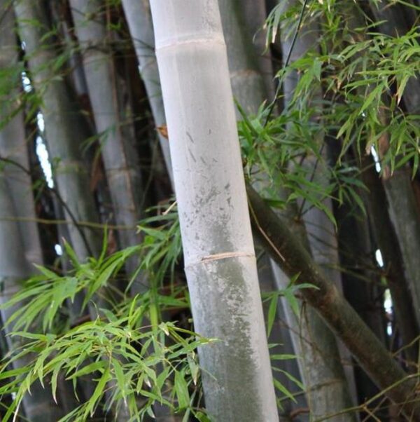 Dendrocalamus membranaceus - Bambu Branco Gigante, Bambu Gigante, Bambu Branco - Image 6