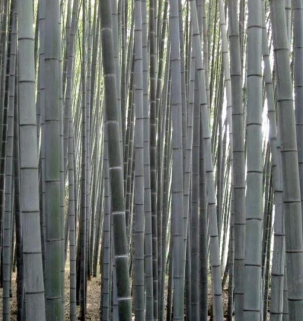 Dendrocalamus membranaceus - Bambu Branco Gigante, Bambu Gigante, Bambu Branco - Image 8