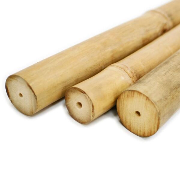 Dendrocalamus strictus - Bambu Ferro - Bambu Gigante Ferro, Bambu Sólido - Image 10