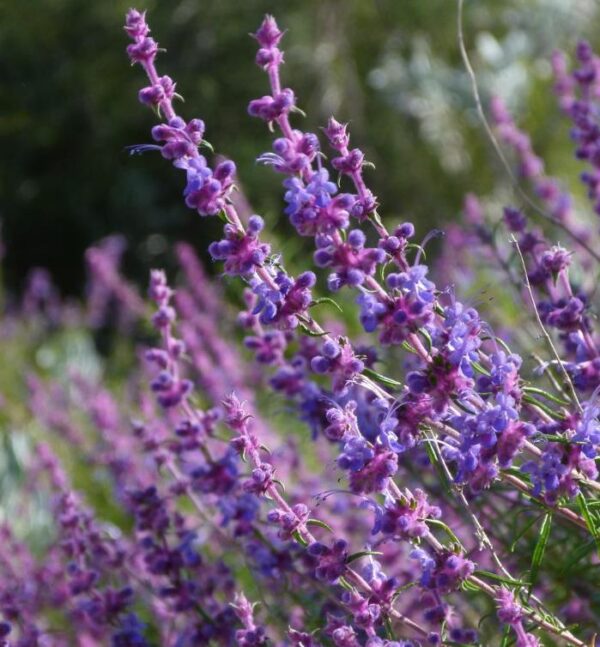 Trichostema lanatum - Alecrim da Califórnia, Alecrim Selvagem Americano, Woolly Blue-Curls - Image 7