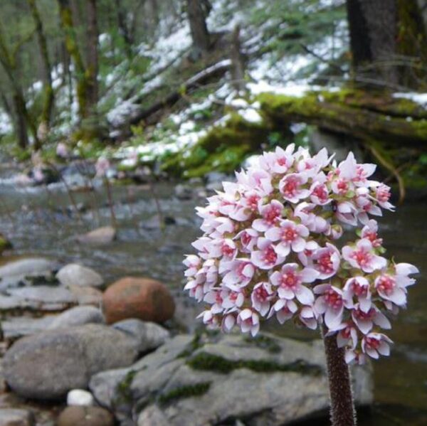 Darmera peltata (Peltiphyllum peltatum) - Planta Guarda-Chuva, Ruibarbo Indiano,Umbrella Plant, Indian Rhubarb - Image 2