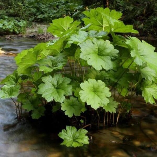 Darmera peltata (Peltiphyllum peltatum) - Planta Guarda-Chuva, Ruibarbo Indiano,Umbrella Plant, Indian Rhubarb - Image 7