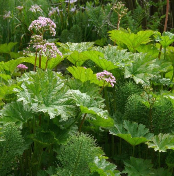 Darmera peltata (Peltiphyllum peltatum) - Planta Guarda-Chuva, Ruibarbo Indiano,Umbrella Plant, Indian Rhubarb - Image 8