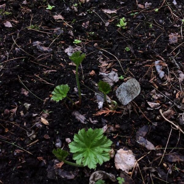 Darmera peltata (Peltiphyllum peltatum) - Planta Guarda-Chuva, Ruibarbo Indiano,Umbrella Plant, Indian Rhubarb - Image 10