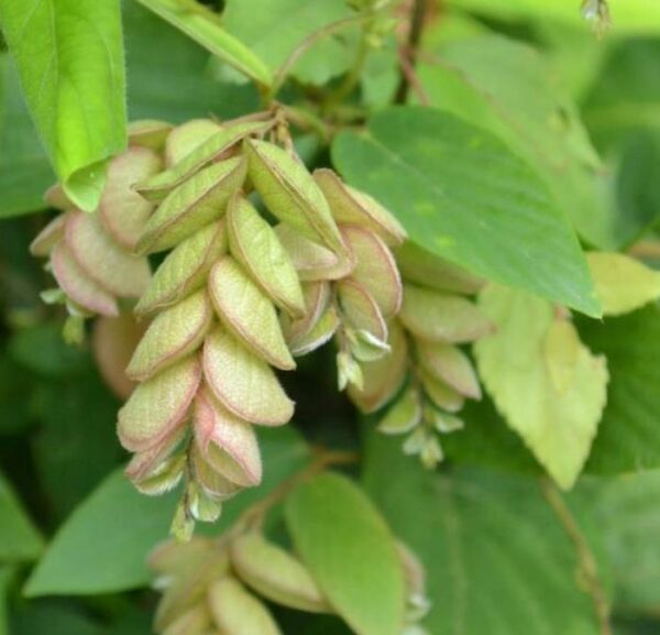 Flemingia strobilifera - Lúpulo Selvagem, Wild Hops, Planta da Sorte, Luck Plant, Panapanarahan - Image 5