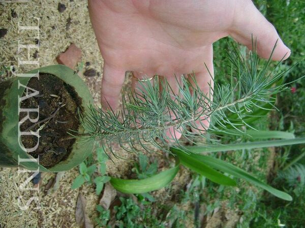 Cedrus deodara - Cedro Do Himalaya - Deodar - Cedro Deodara - Image 7