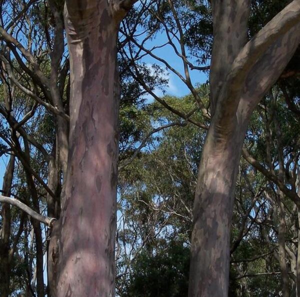 Corymbia Maculata - Eucalipto Maculata, Eucalipto Manchado, Goma Manchado - Image 5