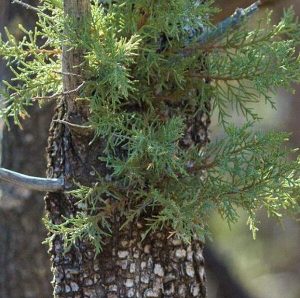 Juniperus deppeana Pachyphloea (Juniperus pachyphloea) - Zimbro do Jararé, Junípero Alligator, Alligator Juniper, Sweet-Fruited Juniper - Image 5