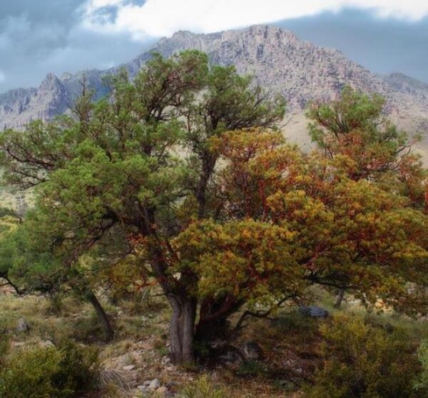 Juniperus deppeana Pachyphloea (Juniperus pachyphloea) - Zimbro do Jararé, Junípero Alligator, Alligator Juniper, Sweet-Fruited Juniper - Image 6