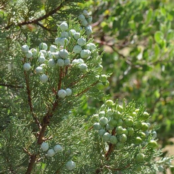 Juniperus deppeana Pachyphloea (Juniperus pachyphloea) - Zimbro do Jararé, Junípero Alligator, Alligator Juniper, Sweet-Fruited Juniper - Image 8