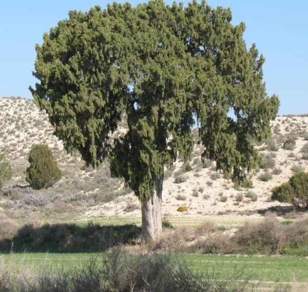 Juniperus thurifera - Zimbro Espanhol, Cedro da Espanha, Junipero Espanhol, Sabina Albar
