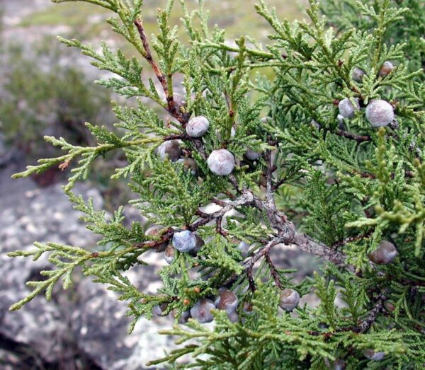 Juniperus thurifera - Zimbro Espanhol, Cedro da Espanha, Junipero Espanhol, Sabina Albar - Image 2