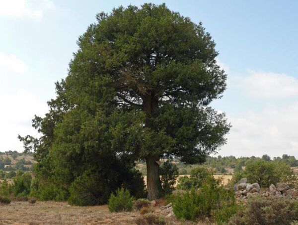 Juniperus thurifera - Zimbro Espanhol, Cedro da Espanha, Junipero Espanhol, Sabina Albar - Image 3