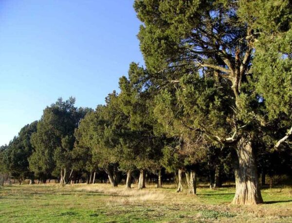 Juniperus thurifera - Zimbro Espanhol, Cedro da Espanha, Junipero Espanhol, Sabina Albar - Image 5