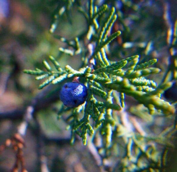 Juniperus thurifera - Zimbro Espanhol, Cedro da Espanha, Junipero Espanhol, Sabina Albar - Image 7