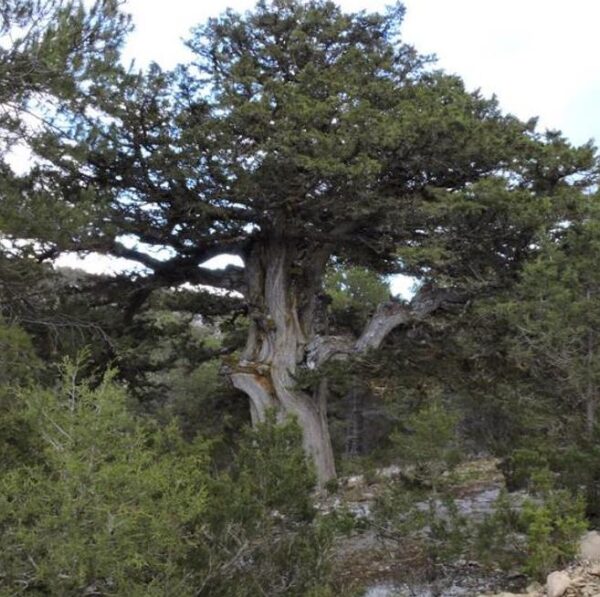 Juniperus thurifera - Zimbro Espanhol, Cedro da Espanha, Junipero Espanhol, Sabina Albar - Image 8