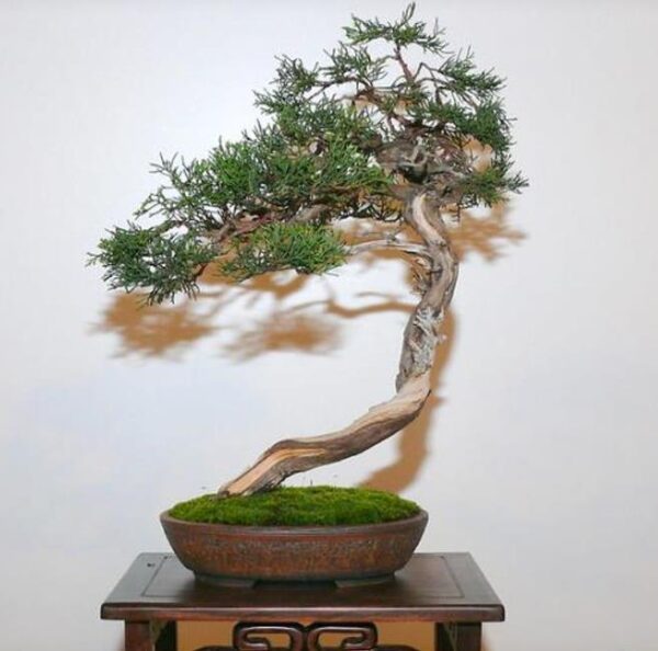 Juniperus thurifera - Zimbro Espanhol, Cedro da Espanha, Junipero Espanhol, Sabina Albar - Image 9
