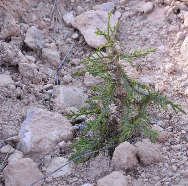 Juniperus thurifera - Zimbro Espanhol, Cedro da Espanha, Junipero Espanhol, Sabina Albar - Image 10