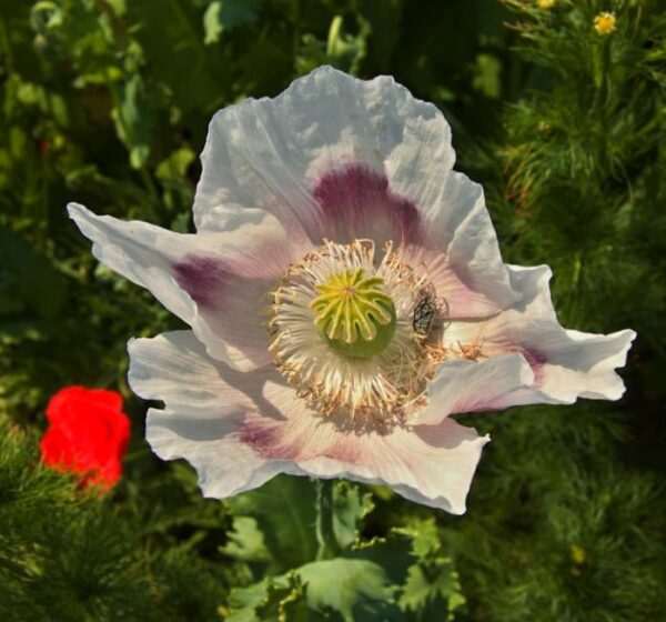 Papaver somniferum - Dormideira, Papoula Dormideira - Image 2