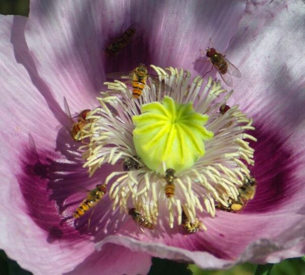 Papaver somniferum - Dormideira, Papoula Dormideira - Image 4