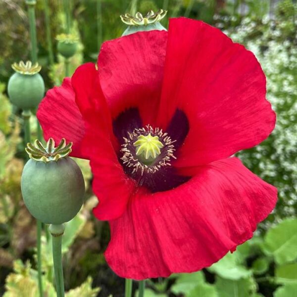 Papaver somniferum - Dormideira, Papoula Dormideira - Image 5