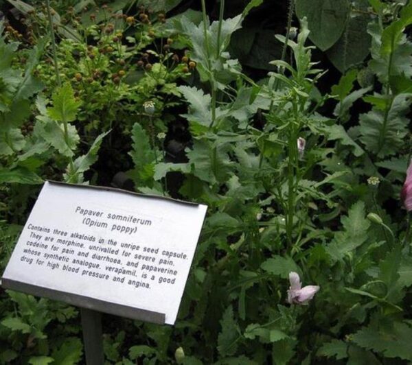 Papaver somniferum - Dormideira, Papoula Dormideira - Image 6