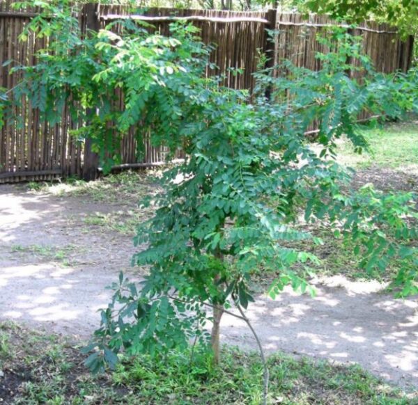 Phyllanthus reticulatus (Kirganelia reticulata) - Groselha da África, Planta da Batata Assada, Arbusto Batata Assada, Roast Potato - Image 3