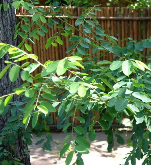 Phyllanthus reticulatus (Kirganelia reticulata) - Groselha da África, Planta da Batata Assada, Arbusto Batata Assada, Roast Potato - Image 5