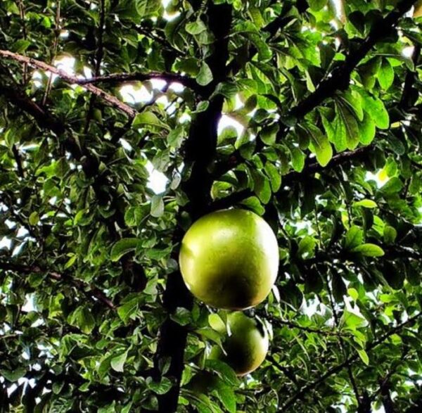 Aegle marmelos - Marmeleiro da Índia, Fruta de Bael, Maçã Dourada, Marmeleiro de Bengala - Image 2