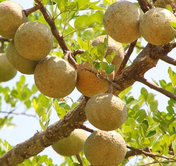 Aegle marmelos - Marmeleiro da Índia, Fruta de Bael, Maçã Dourada, Marmeleiro de Bengala - Image 3