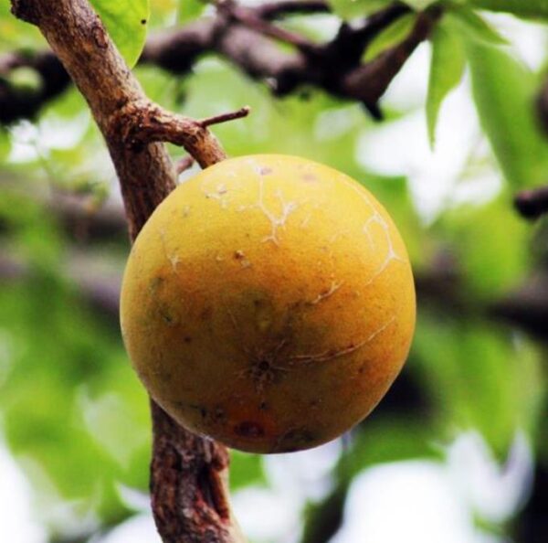Aegle marmelos - Marmeleiro da Índia, Fruta de Bael, Maçã Dourada, Marmeleiro de Bengala - Image 4
