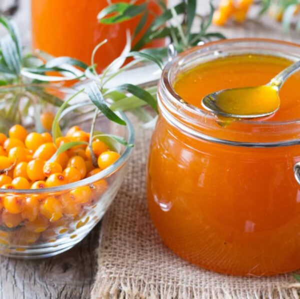 Hippophae rhamnoides (Elaeagnus rhamnoides) - Cereja do Mar, Espinheiro Marítimo, Sea Buckthorn - Image 9