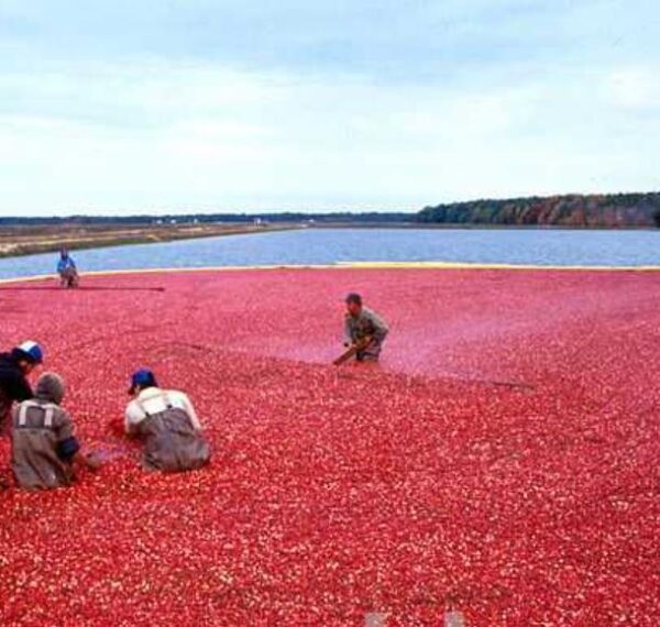 Vaccinium macrocarpon - Cereja Oxicoco, Oxycocus, American Cranberry Oxycoccus - Image 2