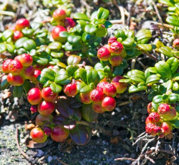 Vaccinium macrocarpon - Cereja Oxicoco, Oxycocus, American Cranberry Oxycoccus - Image 3