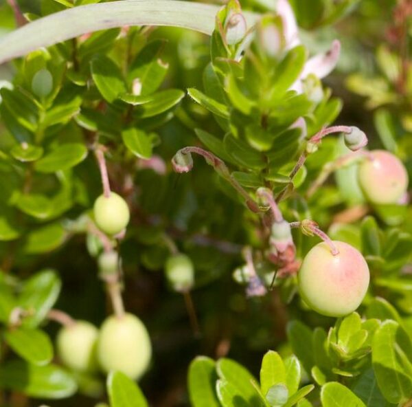 Vaccinium macrocarpon - Cereja Oxicoco, Oxycocus, American Cranberry Oxycoccus - Image 5