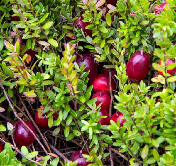 Vaccinium macrocarpon - Cereja Oxicoco, Oxycocus, American Cranberry Oxycoccus - Image 7