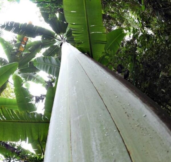 Musa ingens - Bananeira Gigante, Banana Gigante das Terras Altas - Image 4