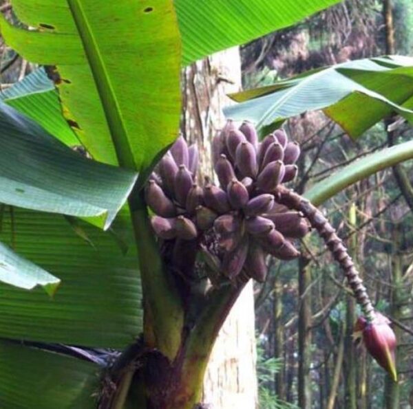 Musa itinerans burmese blue - Banana birmanesa azul - Image 4