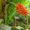 Musa johnsii - Banana Mel, Banana silvestre da Papua Nova Guiné - Image 2