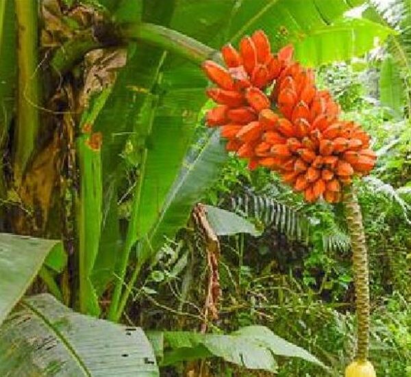 Musa johnsii - Banana Mel, Banana silvestre da Papua Nova Guiné - Image 2