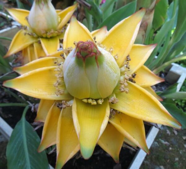 Musella lasiocarpa - Banana Lotus Dourada, Lótus dourada, Banana anã chinesa - Image 2